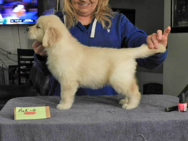 new golden puppy-Summits Secret Is Out @ 24K Golden-call name Tattle